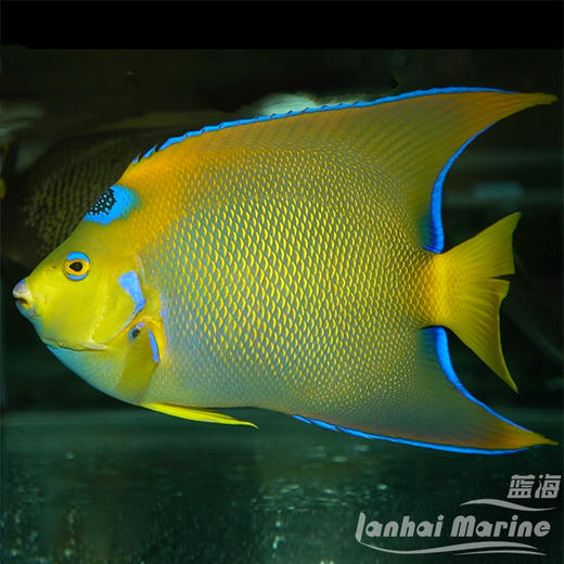 美国女王 商品图2