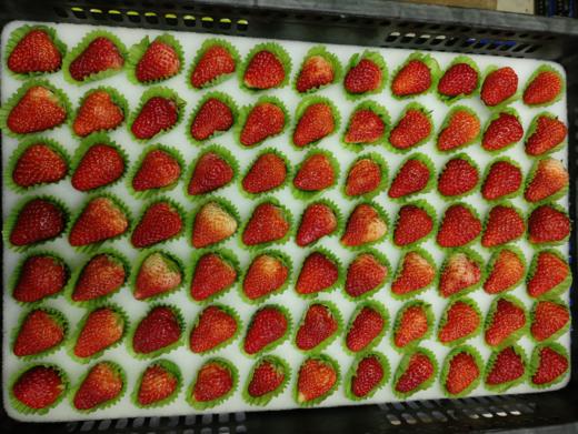 黑框草莓一箱（拼团） 商品图0