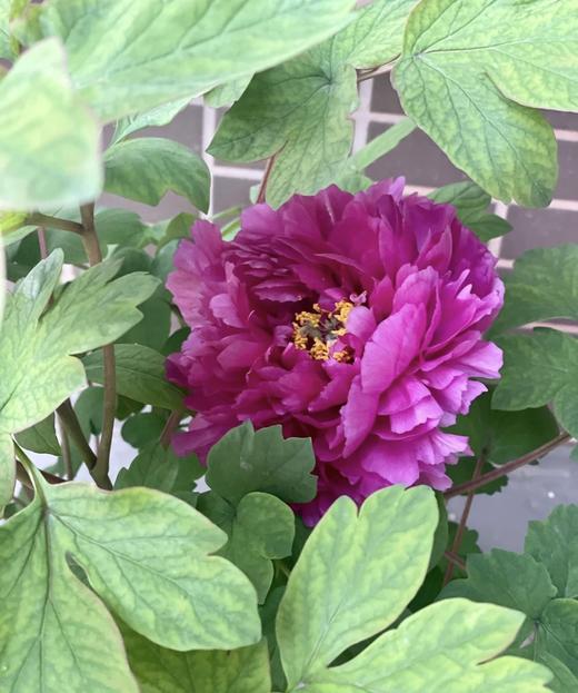 【人间富贵花】国色天香/洛阳红牡丹  约10枝/扎 商品图5