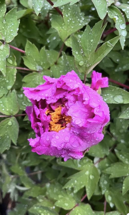 【人间富贵花】国色天香/洛阳红牡丹  约10枝/扎 商品图4