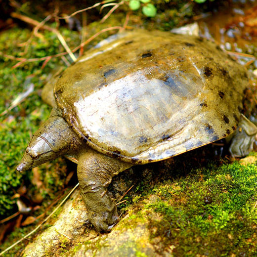 江水野生放养甲鱼/中华鳖 肉质紧实 胶质细腻 营养丰富 商品图3