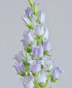 紫色风铃2支（拼团）