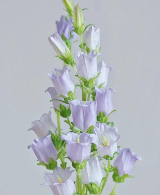 紫色风铃2支（拼团） 商品图0