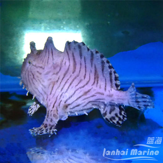 虎纹五脚虎 商品图1