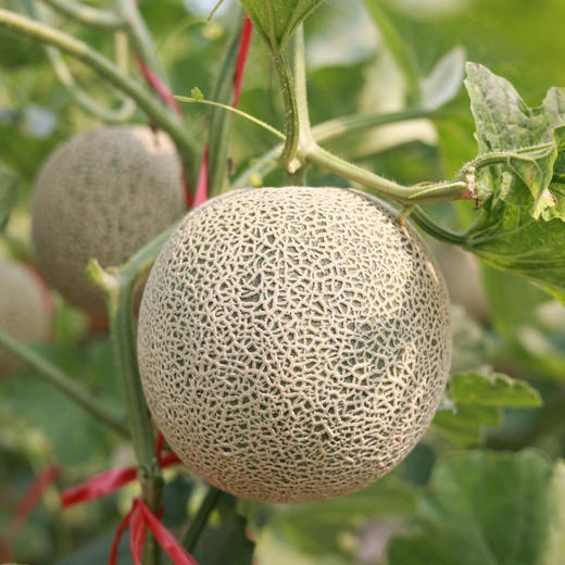 牛3蜜瓜 Sweet Green Melon 商品图2