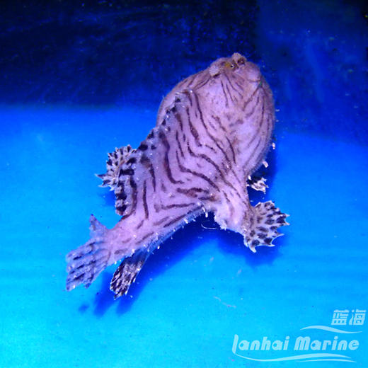 虎纹五脚虎 商品图2