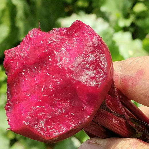 有机甜菜根礼盒 5斤装（云南） 商品图6