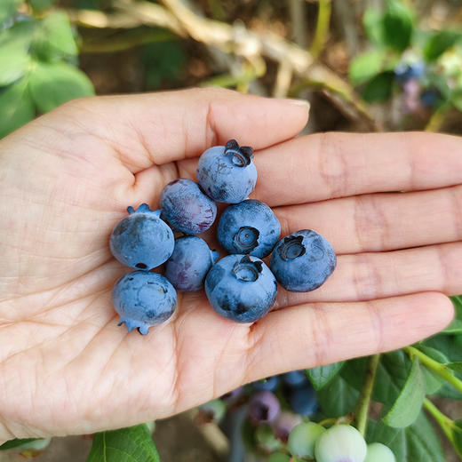 【包邮】 密云本地自然熟新鲜蓝莓 无膨大剂  酸甜爆汁 孕妇 时令水果  125gx4盒 商品图3