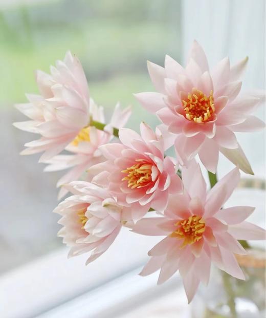 香槟粉睡莲 4支（拼团） 商品图1