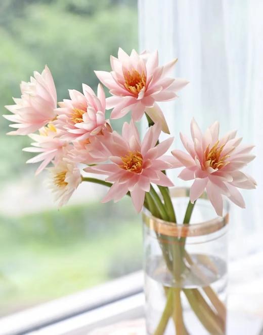 香槟粉睡莲 4支（拼团） 商品图2