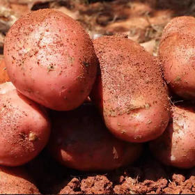 【全国包邮】2023年郧阳区新鲜黄心土豆 红美人5斤