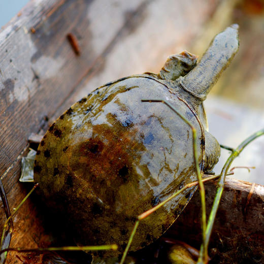 江水野生放养甲鱼/中华鳖 肉质紧实 胶质细腻 营养丰富 商品图1