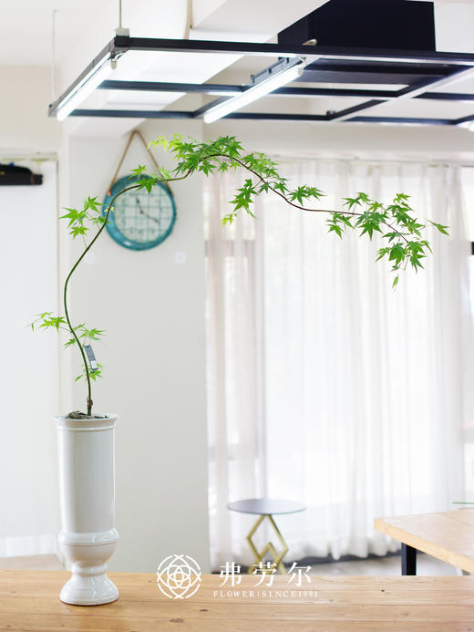 白欧式盆-流泉枫 商品图0