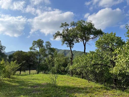 【露营】C区-固定营位单人票价 商品图3