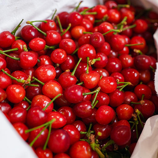 【斌哥优选】正宗米易·玛瑙红·小樱桃。春天就是要吃恩特er，带着阳光的甜蜜。目前9甜1酸，果味非常浓郁。（各位老板，注意看售后规则） 商品图0