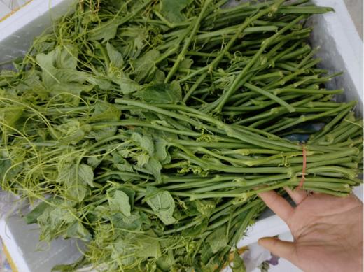 丝瓜尖一斤（拼团） 商品图2