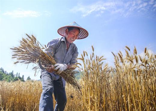 千岛雨贡手工日晒面 面饼0添加 细面和刀削面两种可选 商品图2