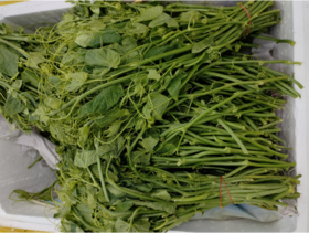 丝瓜尖一斤（拼团）