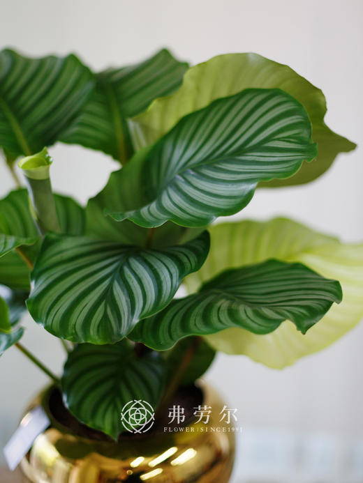电镀金盆-青苹果竹芋 商品图1