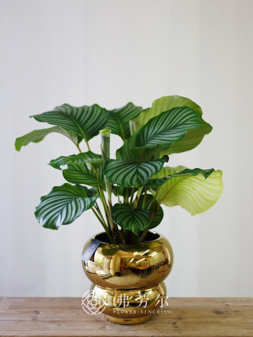 电镀金盆-青苹果竹芋 商品图0