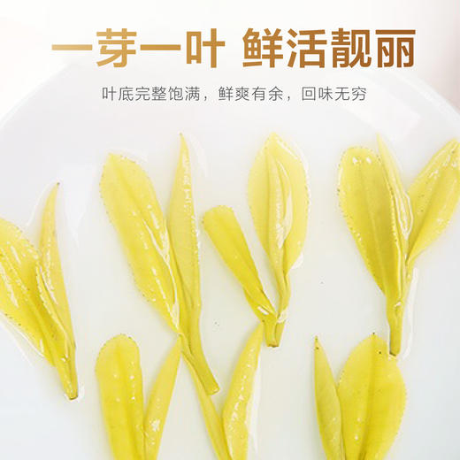 2026新茶 高山黄金芽125g 商品图6