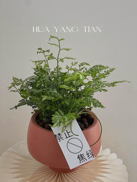 银线蕨编织盆栽（每盆形态不同，介意慎拍） 