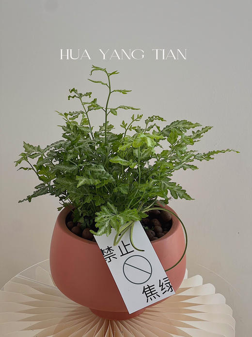 银线蕨编织盆栽（每盆形态不同，介意慎拍）  商品图0