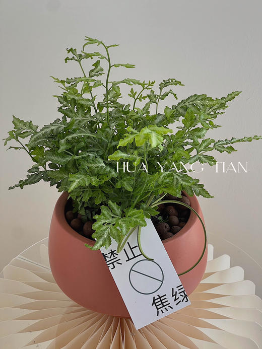 银线蕨编织盆栽（每盆形态不同，介意慎拍）  商品图1