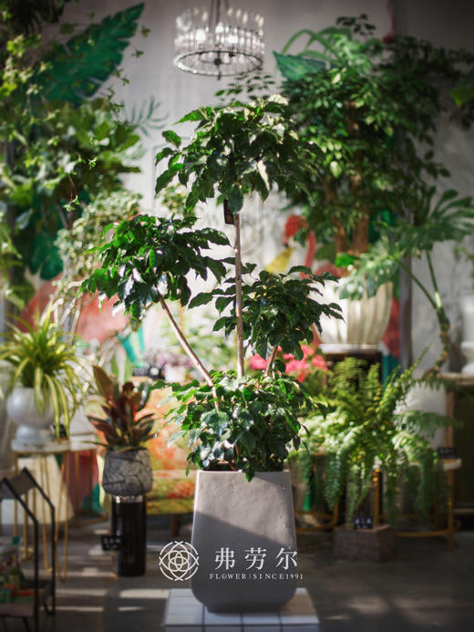 绿宝树 商品图0