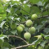 【福建诏安红星青梅5斤装】中大果/单果直径2.6cm以上/国家地理标志产品富硒青梅 梅子/EMS空运 商品缩略图10
