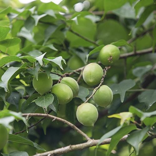 【福建诏安红星青梅5斤装】中大果/单果直径2.6cm以上/国家地理标志产品富硒青梅 梅子/EMS空运 商品图10