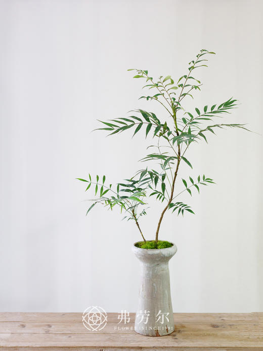 高脚彩盆-十大功劳 商品图1