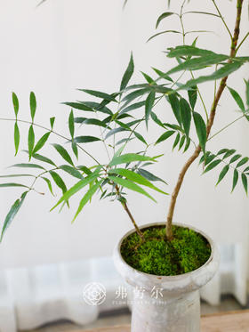 高脚彩盆-十大功劳