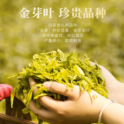 2026新茶 高山黄金芽125g 商品图1