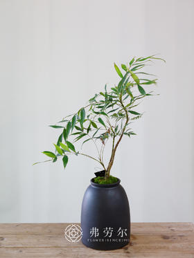 黑圆盆-十大功劳