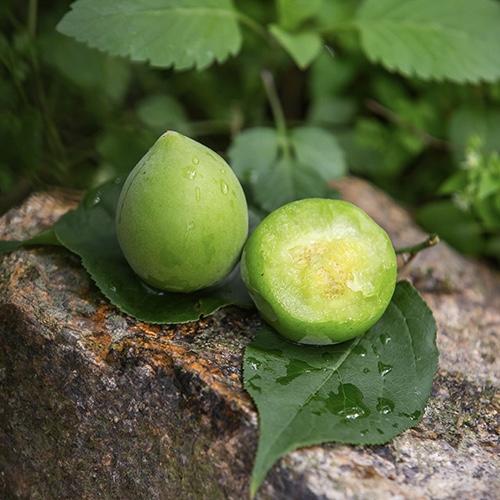 【福建诏安红星青梅5斤装】中大果/单果直径2.6cm以上/国家地理标志产品富硒青梅 梅子/EMS空运 商品图11