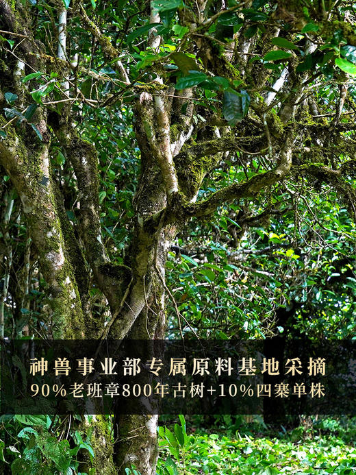 【仅供展示】【神兽—青龙】超越纯料老班章的存在，神兽事业部独立出品高奢品牌 商品图8