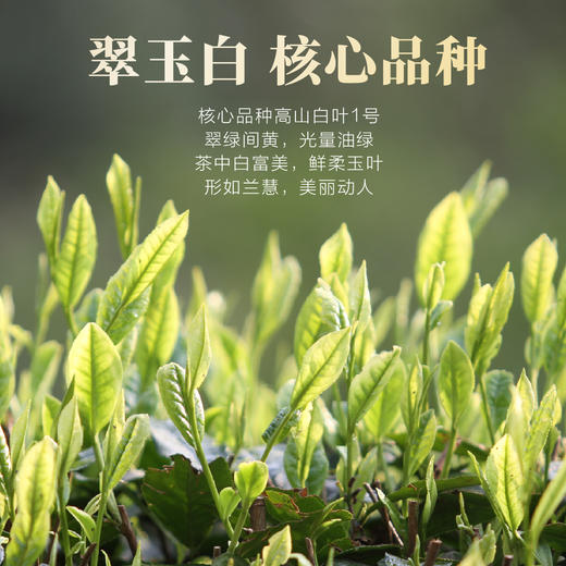 2026新茶 高山安吉白茶125g 商品图5