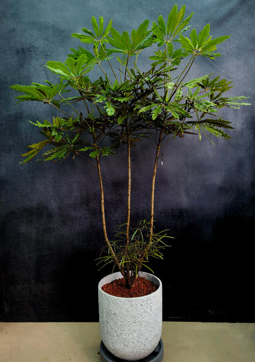 大叶孔雀木 商品图0