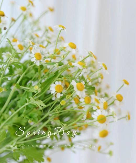 洋甘菊一束 商品图4