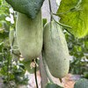 【翡翠蜜瓜】山东翡翠蜜瓜，口感脆甜超过羊角蜜，果肉淡绿色，入口非常好吃，品质稳定！ 商品缩略图6