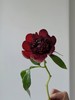 【预售！4.20起陆续发货】红色魅力芍药【当你觉得余味苦涩，请你相信，终有回甘】 复古暗红丝绒质感芍药 2束包邮 顺丰空运直发 商品缩略图10