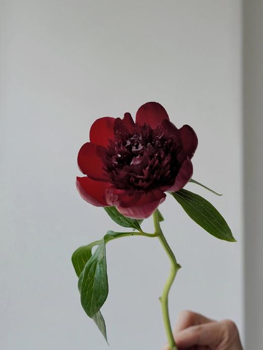 【预售！4.20起陆续发货】红色魅力芍药【当你觉得余味苦涩，请你相信，终有回甘】 复古暗红丝绒质感芍药 2束包邮 顺丰空运直发 商品图10