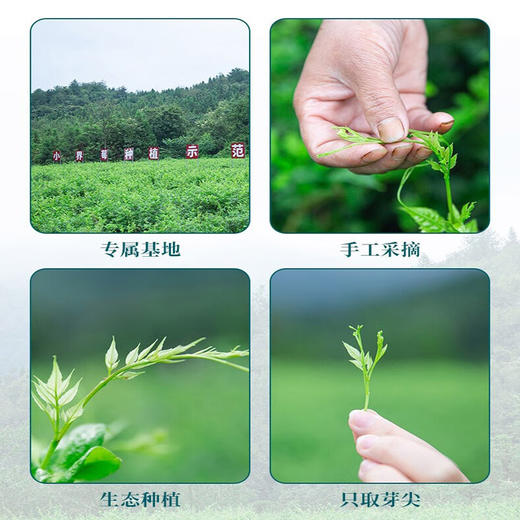藤茶 | 湘西莓茶  小界莓 【2025年新茶】特优级龙须芽尖 蓝罐  50g 商品图2