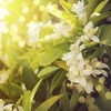 保加利亚进口橙花精华浸萃油 商品缩略图3