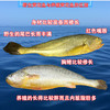 福宁湾大黄花鱼【0.5kg】 商品缩略图3
