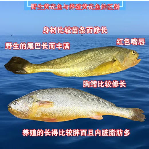 福宁湾大黄花鱼【0.5kg】 商品图3