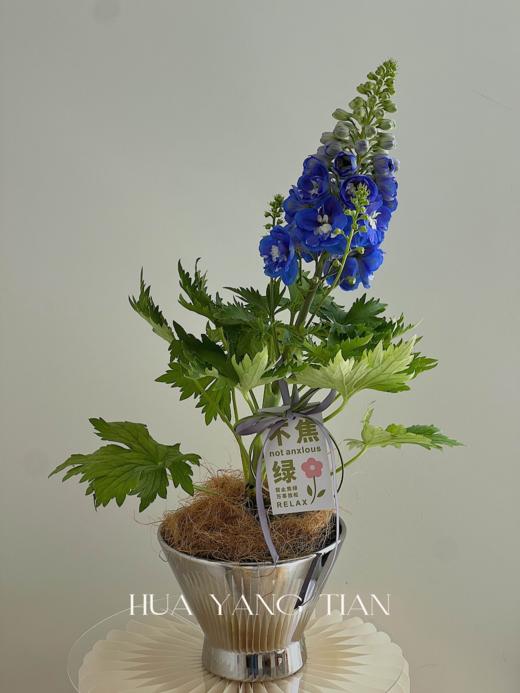 大飞燕盆栽（每盆形态不同，介意慎拍） 商品图0