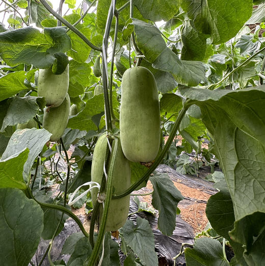 【翡翠蜜瓜】山东翡翠蜜瓜，口感脆甜超过羊角蜜，果肉淡绿色，入口非常好吃，品质稳定！ 商品图5
