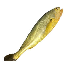 福宁湾大黄花鱼【0.5kg】